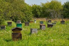 APIARY ATTENDANCE