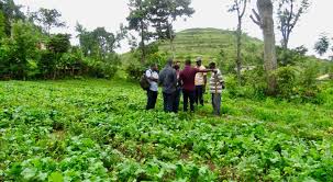 AGRICULTURE AND EXTENSION L6