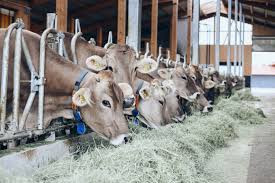 ANIMAL PRODUCTION TECHNOLOGY L4