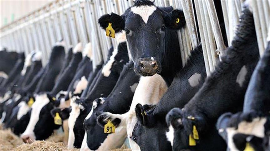 ANIMAL HEALTH AND PRODUCTION